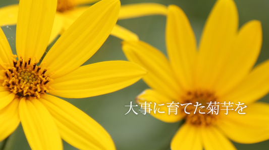 菊芋とは?