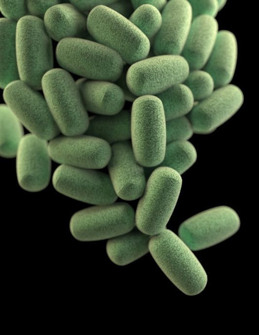 The Dynamic Duo: Butyric Acid Bacteria and Inulin for Optimal Gut Health